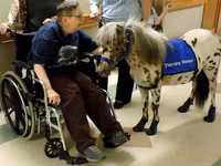 公马, Miniature horse — 照片 8