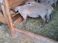Ram, Rouge de l’Ouest sheep — photo 1