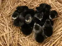 Australorp — photo 6