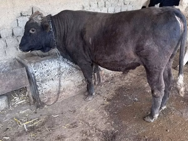Cow, Holstein breed