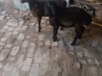 Billy Goat, Goats — photo 2