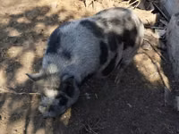 Boar — photo 2