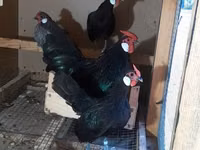 Chickens — 照片 1