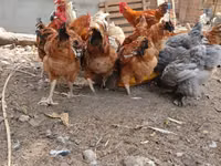 دجاج شمو — الصورة 2