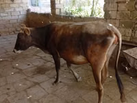 Kuh, Aserbaidschanisches Zebu — Foto 2