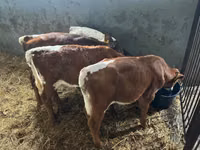 Rinder (Partie, Geschlecht nicht angegeben), Simmental cattle — Foto 3