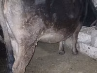 Cow, Alatau breed — photo 2
