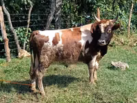 Bull, Cattle — photo 3