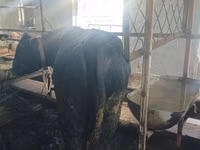 Bovinos (lote, sexo no especificado), Aberdeen-Angus — foto 4