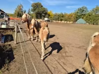 Stute, Haflinger — Foto 5