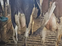 Cow, Holstein breed — photo 3