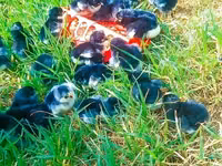 Australorp — photo 4