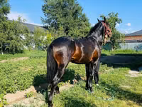 Horse (M), Swedish warmblood horse — photo 7