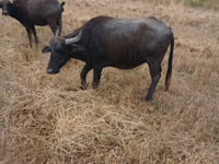 Cow, African Buffalo — photo 3