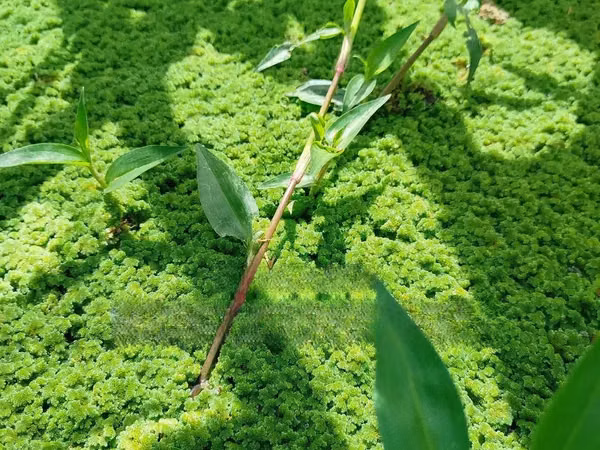 Best Azolla Fluffy Azolla for Replanting - 2000 Ml