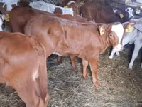 Bulle, Simmental cattle — Foto 1