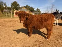 Cow, Highland — photo 6