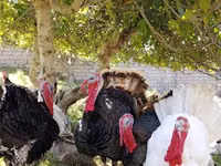 برونز — الصورة 1