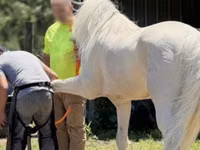 Horse (M), Kentucky mountain daddle horse — photo 5