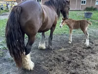 Mare, Gypsy horse — photo 8