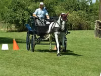Stute, Lipizzaner — Foto 5