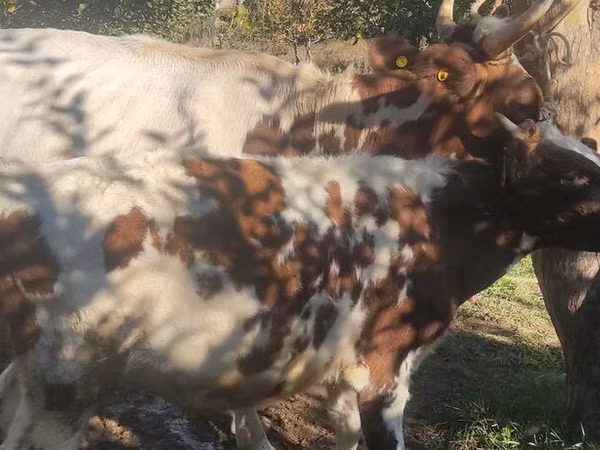 بقرة, أيرشير