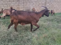बकरी, Alpine goat — फ़ोटो 5