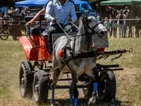 Caballo, Caballos — foto 2