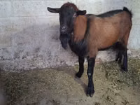 Billy Goat, Italian Alpine goat — photo 3