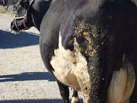 Cow, Holstein breed — photo 1