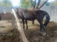 Mare, Horses — photo 4