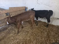 Cow, Cattle — photo 1