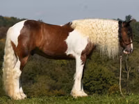 Hengst, Pinto horses — Foto 2