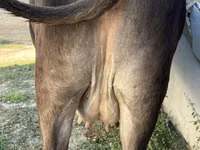 Cow, Alatau breed — photo 3