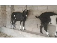 Cabras (lote, sexo no especificado), Cabras — foto 2