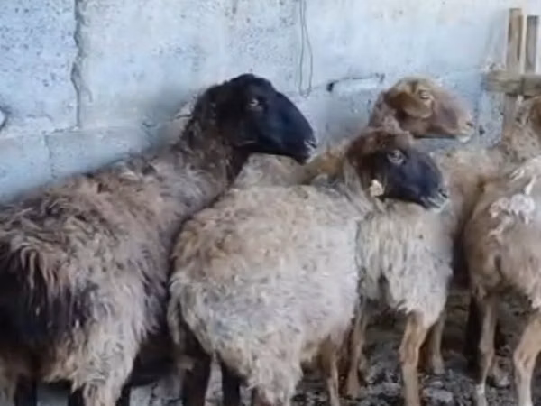 Ram, Sheep