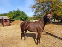 Mare, Standardbred — photo 1