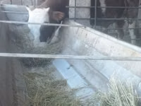 公牛, Cattle — 照片 5