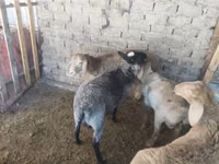 Widder, Rhon sheep — Foto 8