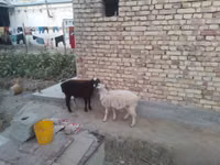 كبش, الأغنام — الصورة 3