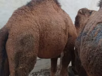 إبل (دفعة، الجنس غير محدد), الجمال — الصورة 3