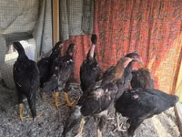 Chickens — الصورة 4