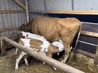 بقرة, Simmental cattle — الصورة 1