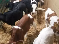 Cattle (batch, sex not specified), Simmental cattle — photo 4