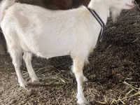 Goat, Dutch Landrace goats — photo 8