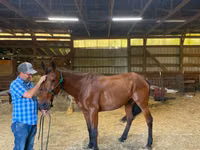 घोड़ा, Standardbred — फ़ोटो 3