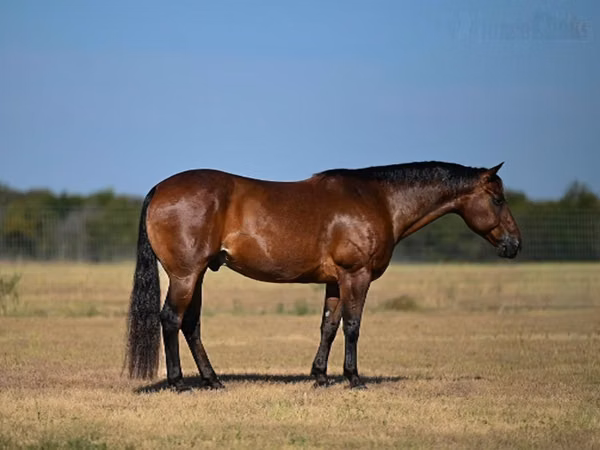 Hengst, Quarter Horse