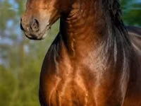 حصان, Hungarian horse breed — الصورة 2
