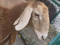Schaf, Arashan sheep — Foto 4