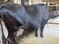 Cow, Holstein breed — photo 1